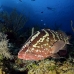 grouper_nassau_lll_lc_v_0261_cay1258.jpg